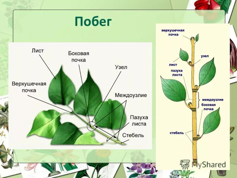 Функции узла и междоузлия стебля. Функции узла и междоузлия стебля