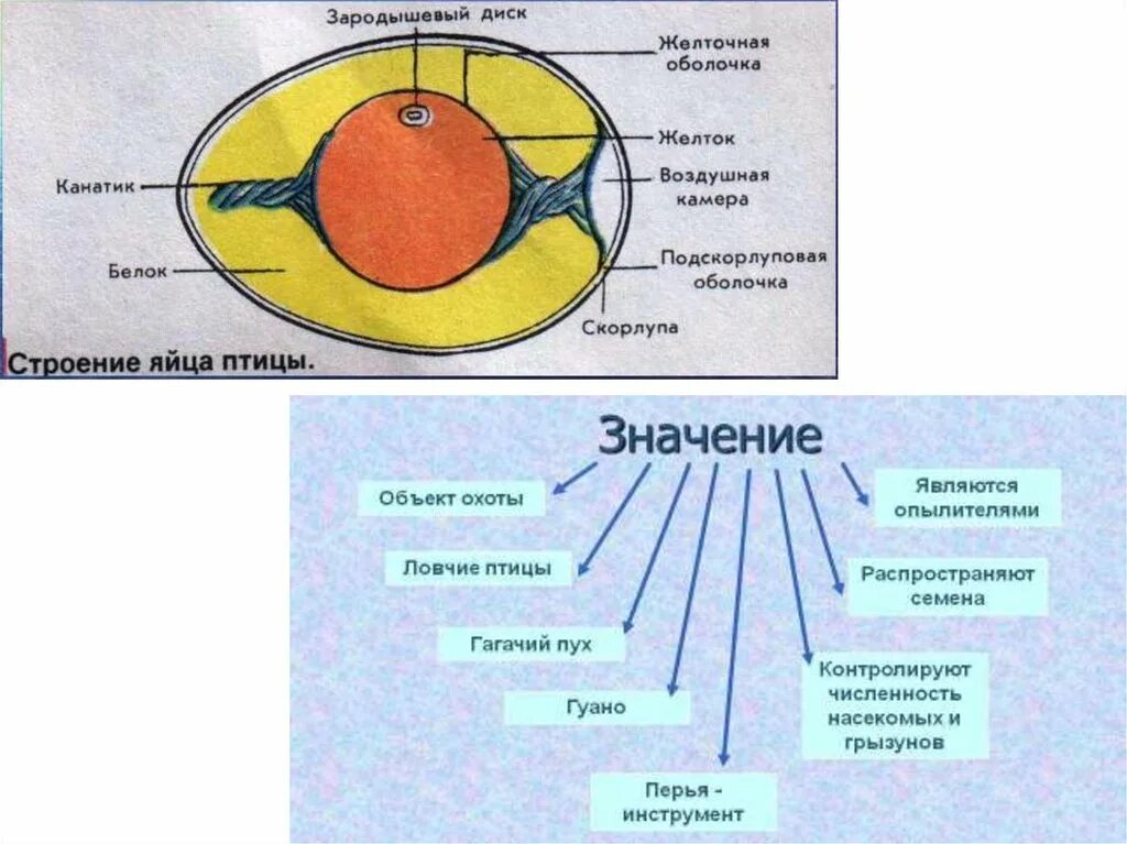 Строение яйца и функции. Внутреннее строение яйца птицы. Строение яйца птицы канатик. Строение яйца внутри.