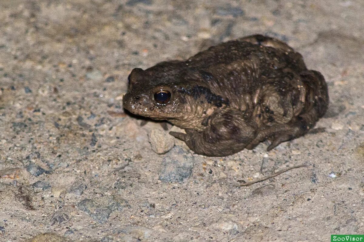 земляны. земляны. осовец форт 1. смоленск валы. земляны.