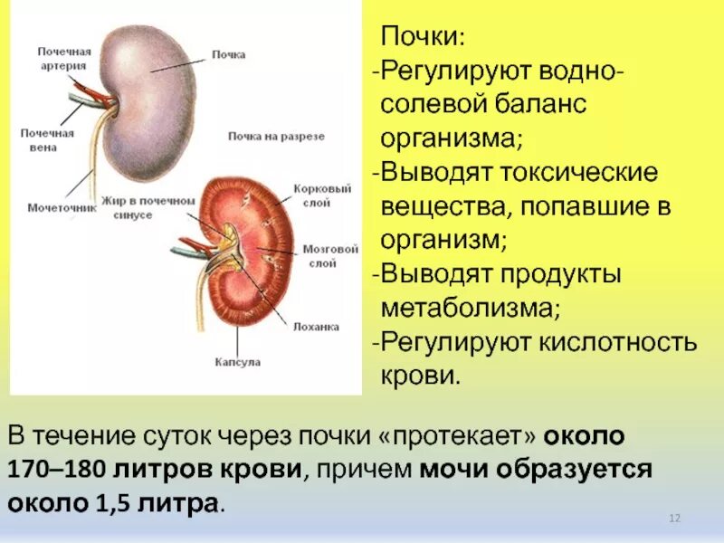 Что регулируют почки. Кишечник кровь почки легкие