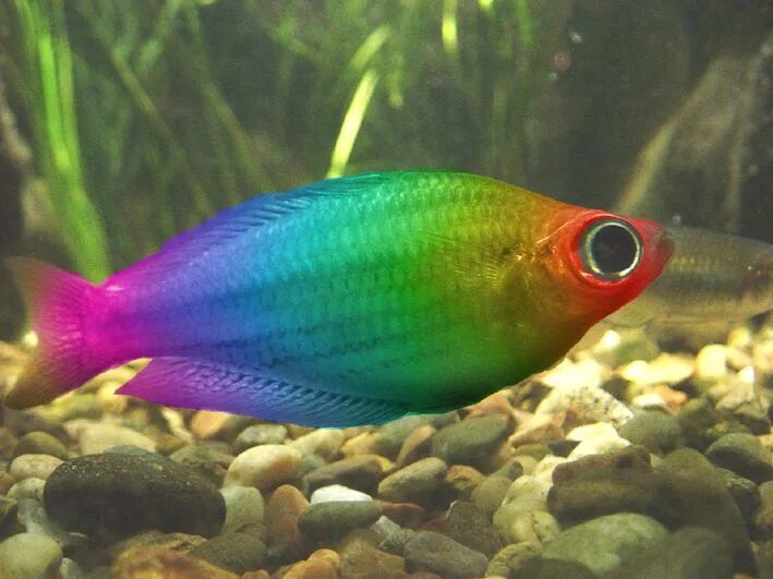 Как выглядит радужная рыба Fleeting Rainbow Parrot fish, Marine fish, Beautiful sea creatures
