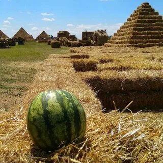Бахча