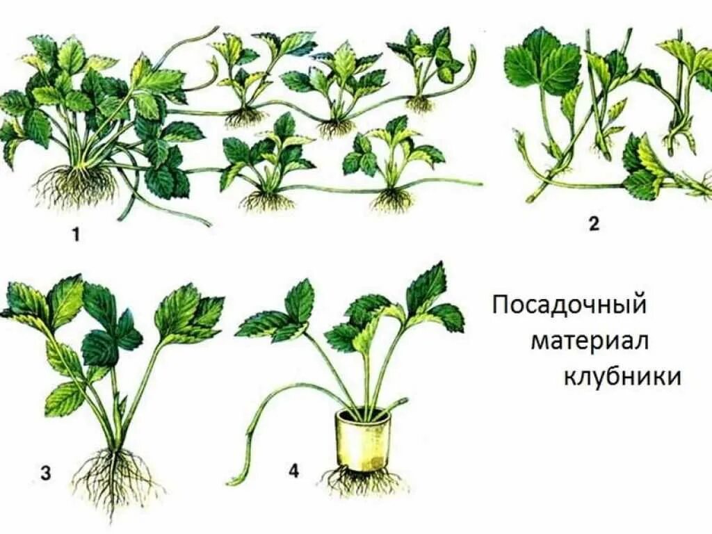 Усы ремонтантной клубники