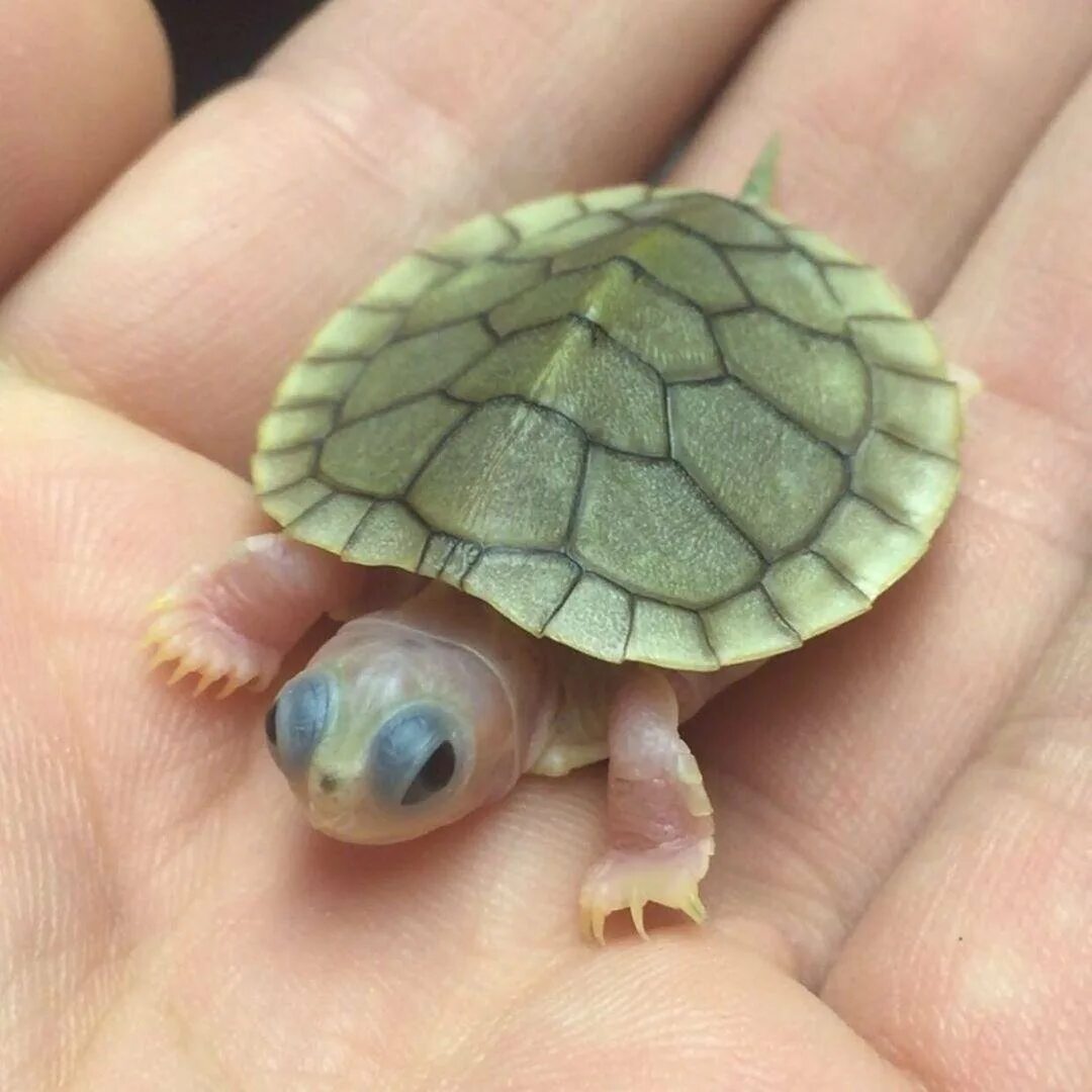 Черепашка красноухая маленькая. Новорожденная черепашка красноухая. Новорожденные Черепашки красноухие. Морская черепаха детеныш Черепашонок.