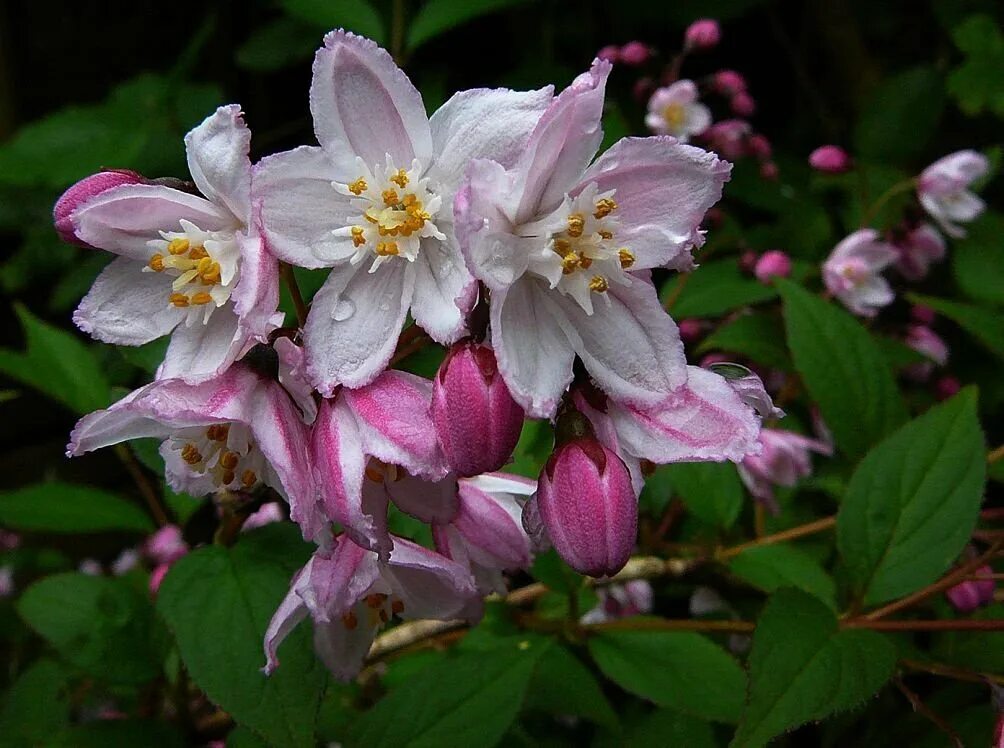 Дейция белая. Дейция Deutzia rosea. Дейция пурпурная (Deutzia) 'Kalmiiflora'. Дейция Перл Роуз. Дейция Kalmiiflora.