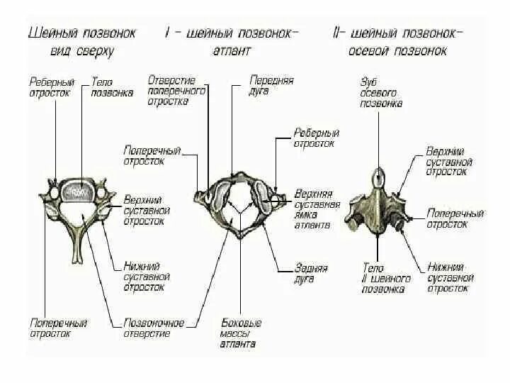 Второй шейный позвонок Атлант строение. Второй шейный позвонок осевой схема. Типичный шейный позвонок. Второй шейный позвонок название. Характерные признаки шейного позвонка