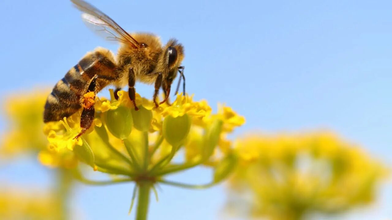 Why do bees to this