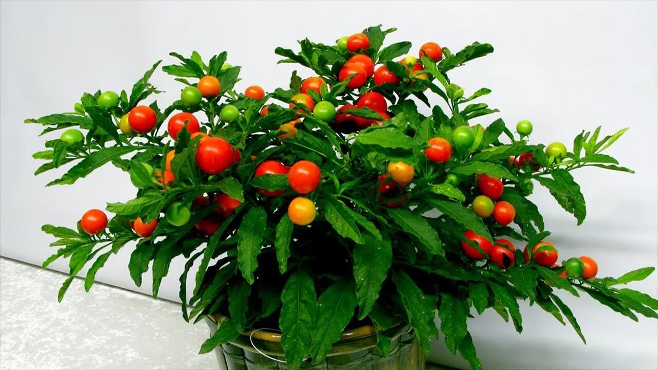 10 Popular Christmas Plants You Can Grow Indoors