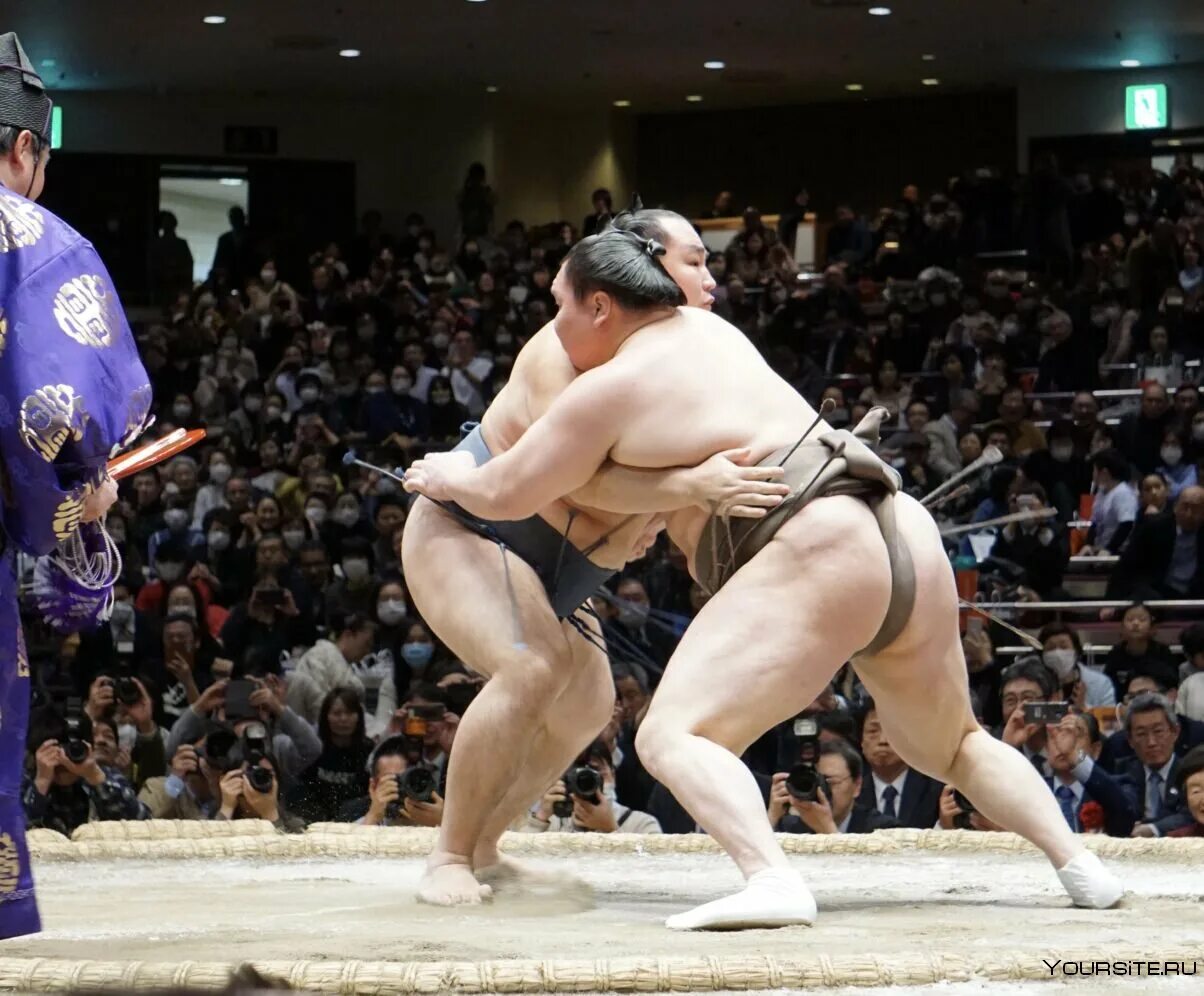 Монгольские борцы сумо. Борьба сумо видео. Японские борцы сумо. Борьба сумо видео. Сумо япония.