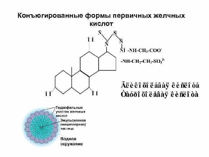 Липиды желчных кислот. Конъюгированные формы желчных кислот. Первичные конъюгированные желчные кислоты формула. Первичные и вторичные желчные кислоты. Конъюгация первичных желчных кислот.