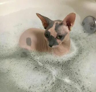 Моем сфинкса