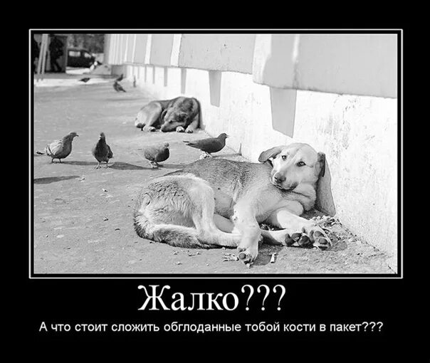 Жалко бездомных. Жалко бездомных животных. демотиваторы с животными. жалкие бездомные собаки.