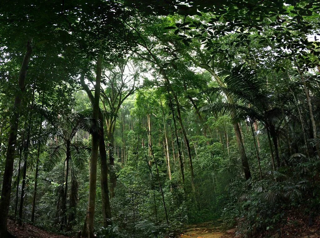 Вечнозеленая страна. Вечнозеленые тропические леса Нигерии. Листопадные тропические леса. Национальный парк Кисама Ангола. Влажные листопадные тропические леса Африки.