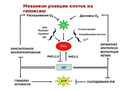 Биохимия и биофизика