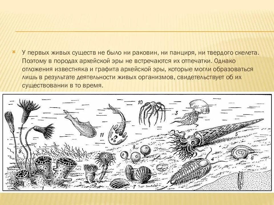 1 живые организмы зародились в. Прокариоты архейской эры. Архей Кембрий. Животные и растения в архейской эре. Архейская Эра растительный и животный мир.