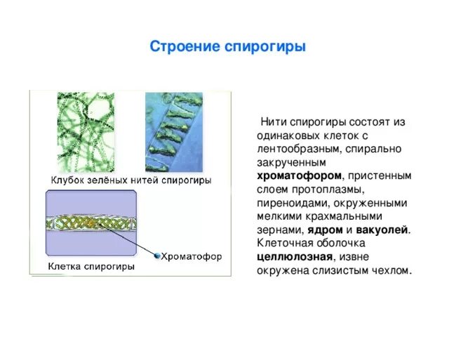 Спирогира питание. Клеточная стенка у спирогиры состоит из. Клеточная стенка у спирогиры из. Спирогира строение 7 класс биология. Спирогира строение рисунок.