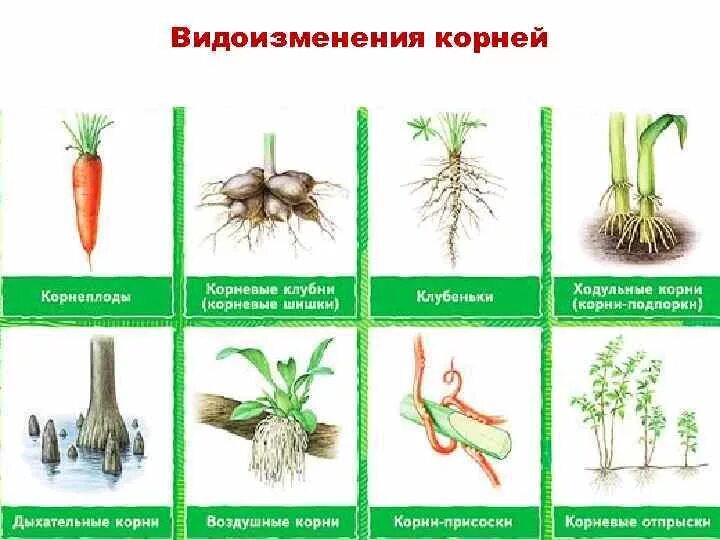 Видоизмененные листья и корни. Видоизменения корневой системы растений.