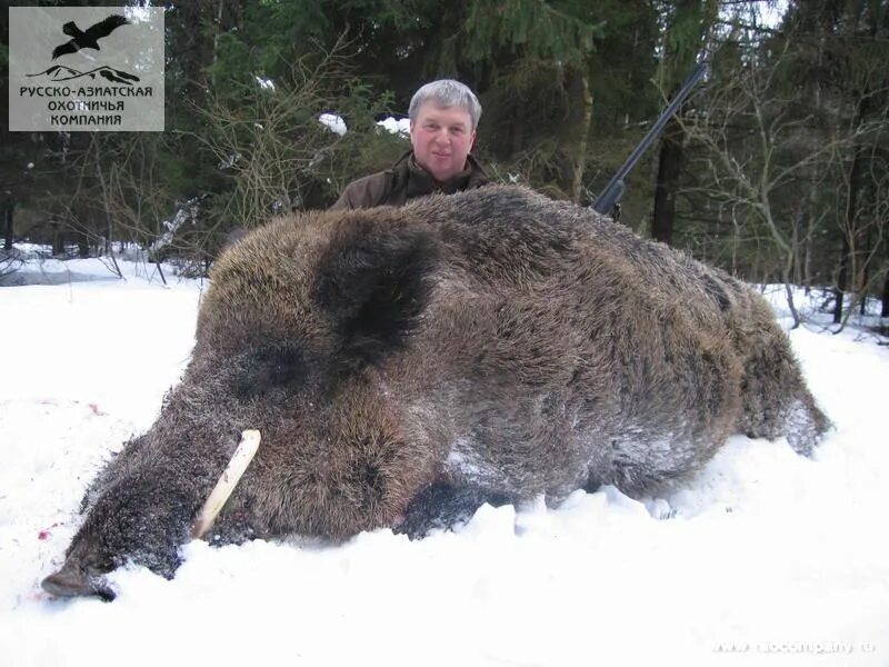 кабан в лесу. дикий кабан секач вепрь. кабан бежит. кабан вепрь секач 600 кг. секач кабан самый большой.