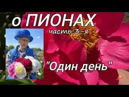Не смотря на цветы
