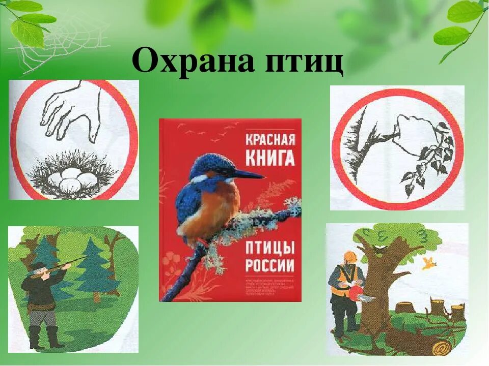 Берегите птиц берегите природу. Охрана птиц. плакат охрана птиц. листовки о защите птиц. охрана птиц для детей.