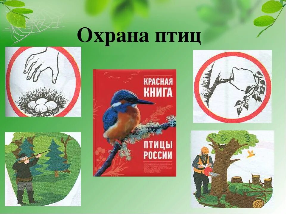 Охрана птиц. Охрана птиц плакат. Листовка охрана птиц. Охрана птиц для дошкольников.