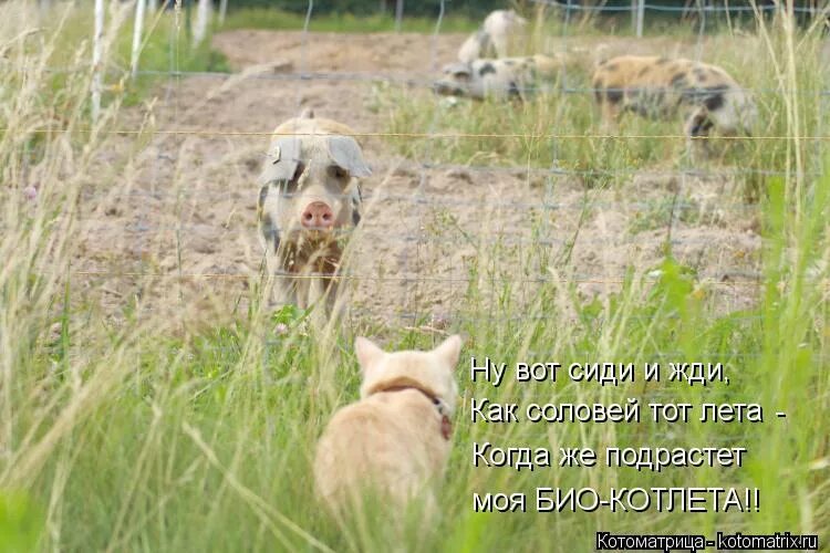 Антонов жизнь. Как там на воле. Жду ответа. Жду как соловей лета. Жду ответа как.