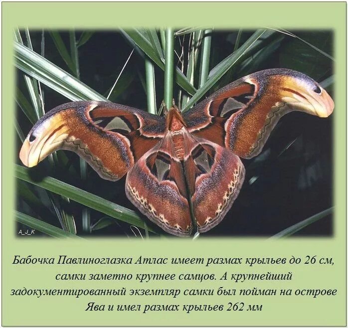 удивительные и интересные факты. в мире интересного читать. в мире интересного читать. самые удивительные факты. в мире интересного читать.