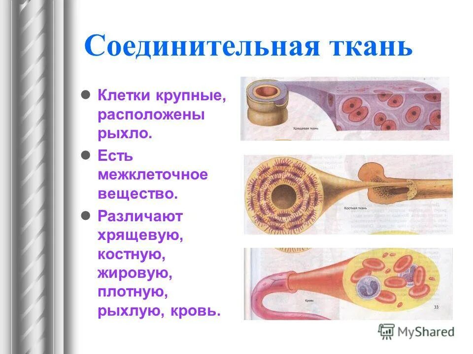 Межклеточное вещество находится