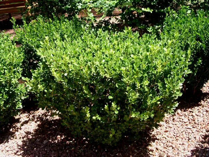 Какую почву любит самшит. Самшит буксус. самшит buxus microphylla. самшит вечнозеленый семена. самшит microphylla buxus мелколистный.