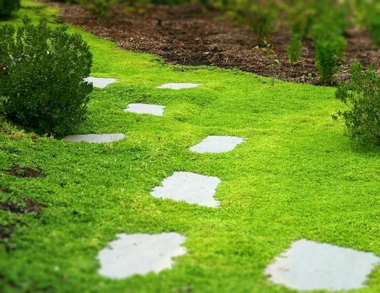 Covering ground. Комбинезон для ландшафтного дизайна. ground and grass design mobile. weed-free garden paths. soft ground cover.