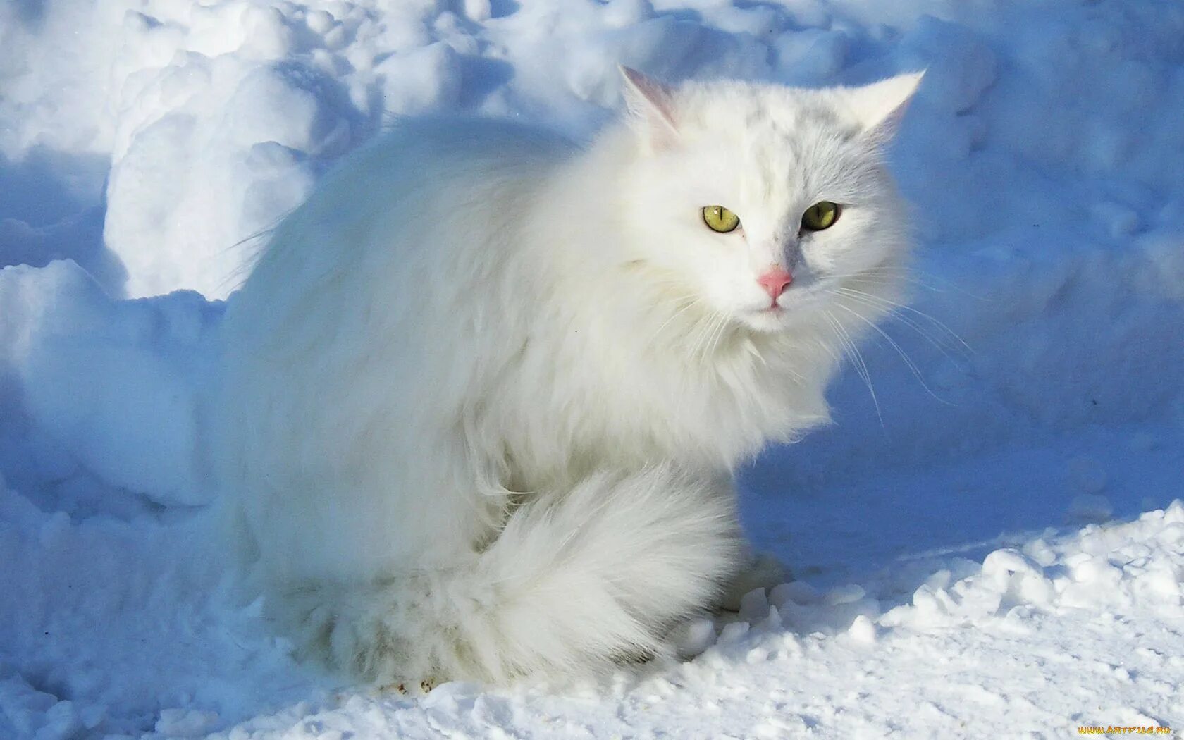 Белый кот в снегу. Кошка белая. пушистая зима. снежная кошка. кот снежок.