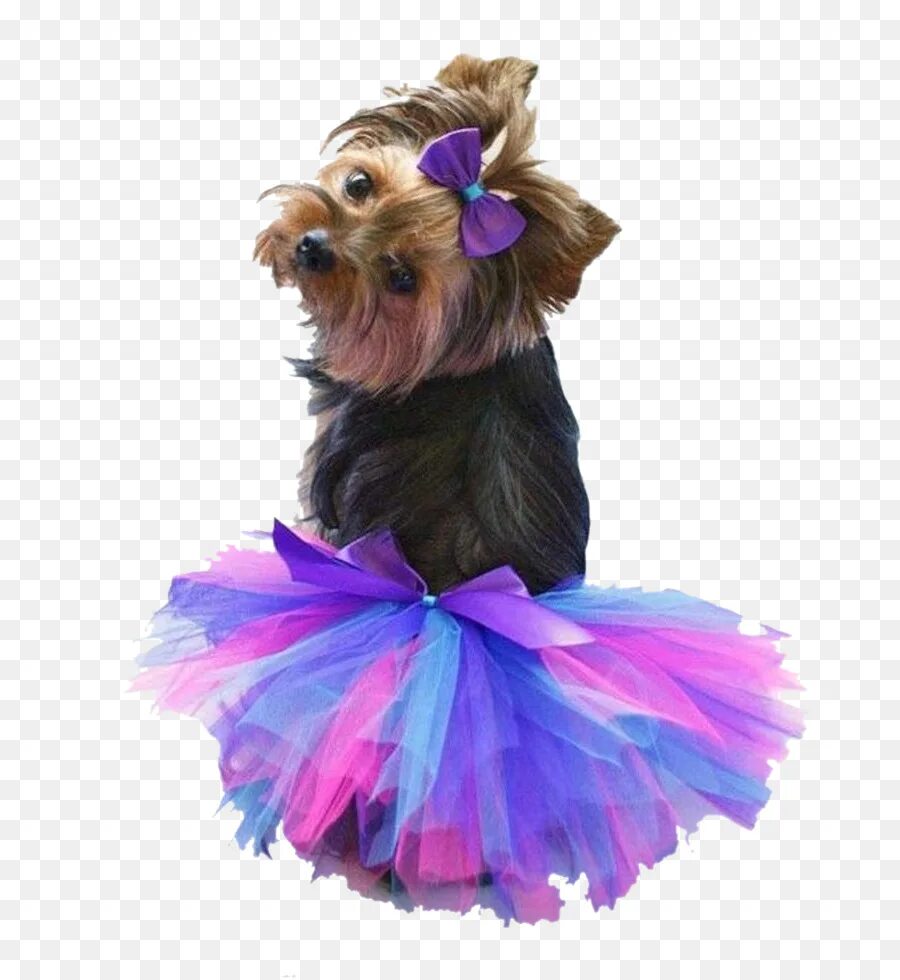 Пачка для собак. Собака в юбке пачке. Платье для собак. Собачка в платье. Собачка в наряде.