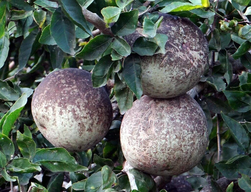 Каменное яблоко. Каменное яблоко Баиль. Баиль фрукт. Баиль дерево. Фрукт Баиль Непал.