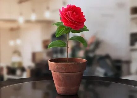 Камелия домашняя
