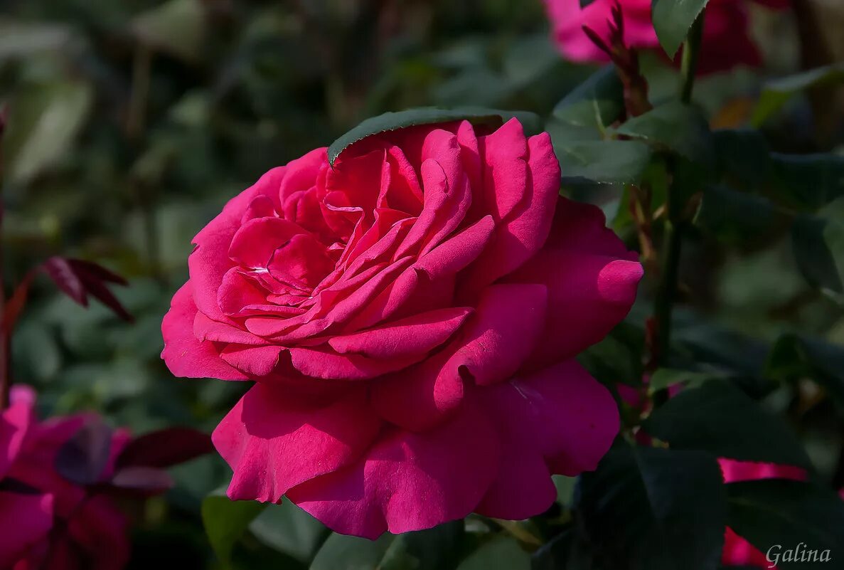 малиновые сорта роз