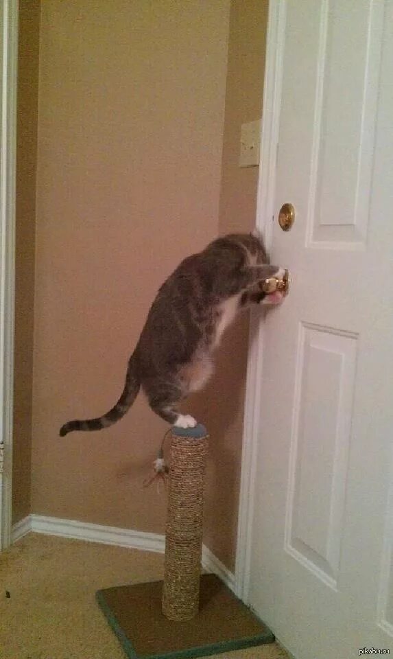 Закрыть кота. Кот под дверью. кот стучится в дверь. дверь для кота. кот открывает дверь.