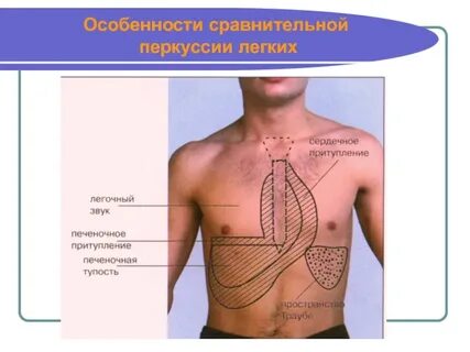 Звук в грудной клетке
