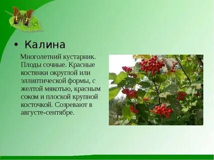 Калина 2 класс окружающий мир
