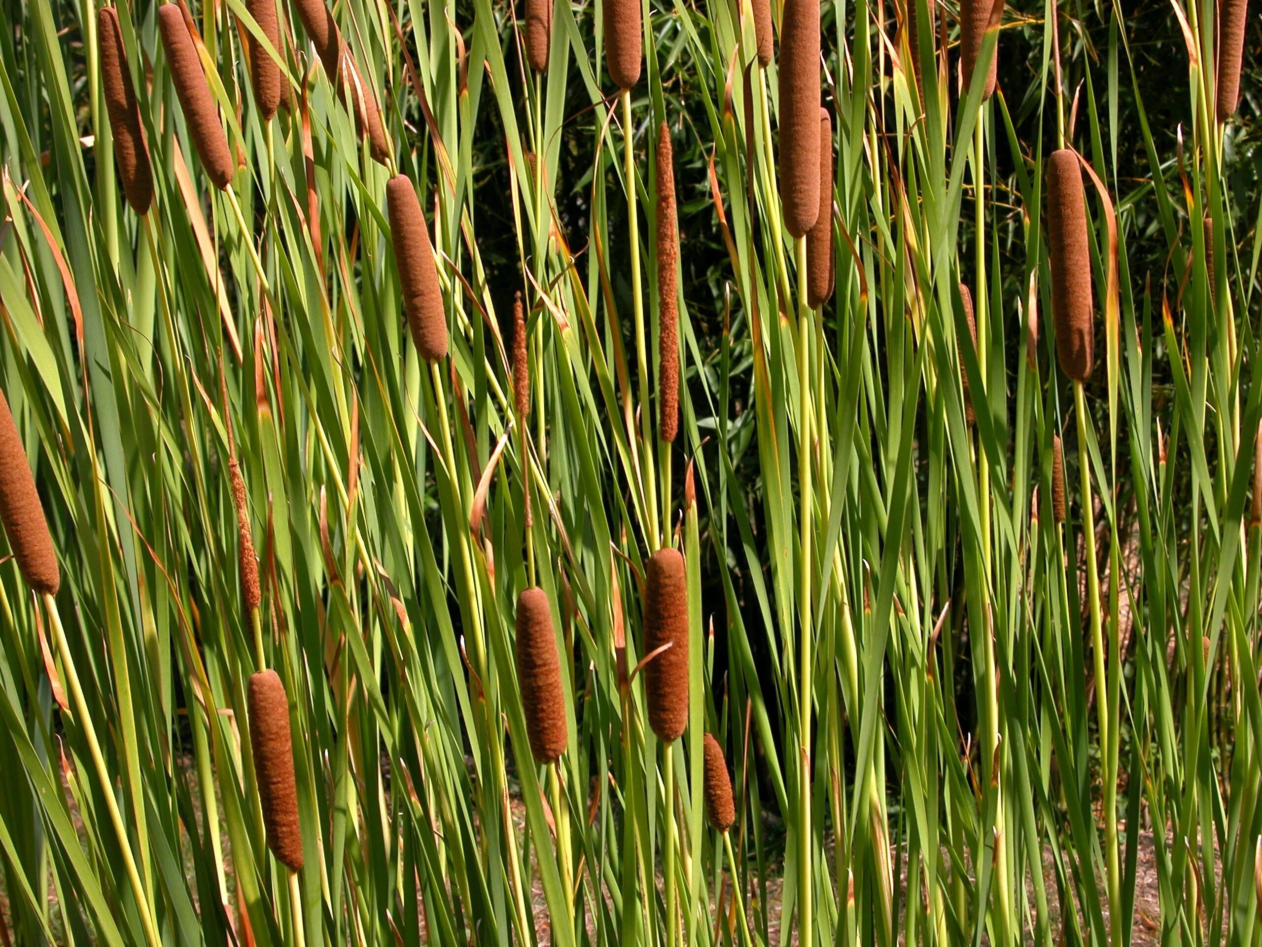 Высоким камышом и сухой. Рогоз Typha. Камыш рогоз чакан. Рогоз широколистный (Typha latifolia). Рогоз широколистный и камыш.