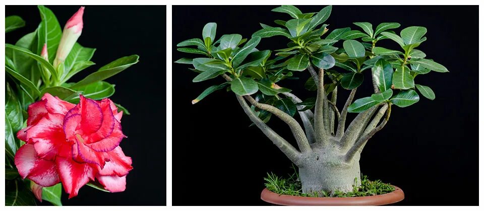 адениум обесум(роза пустыни). адениум хит интернет. адениум хит интернет. адениум хит интернет. адениум rc156.