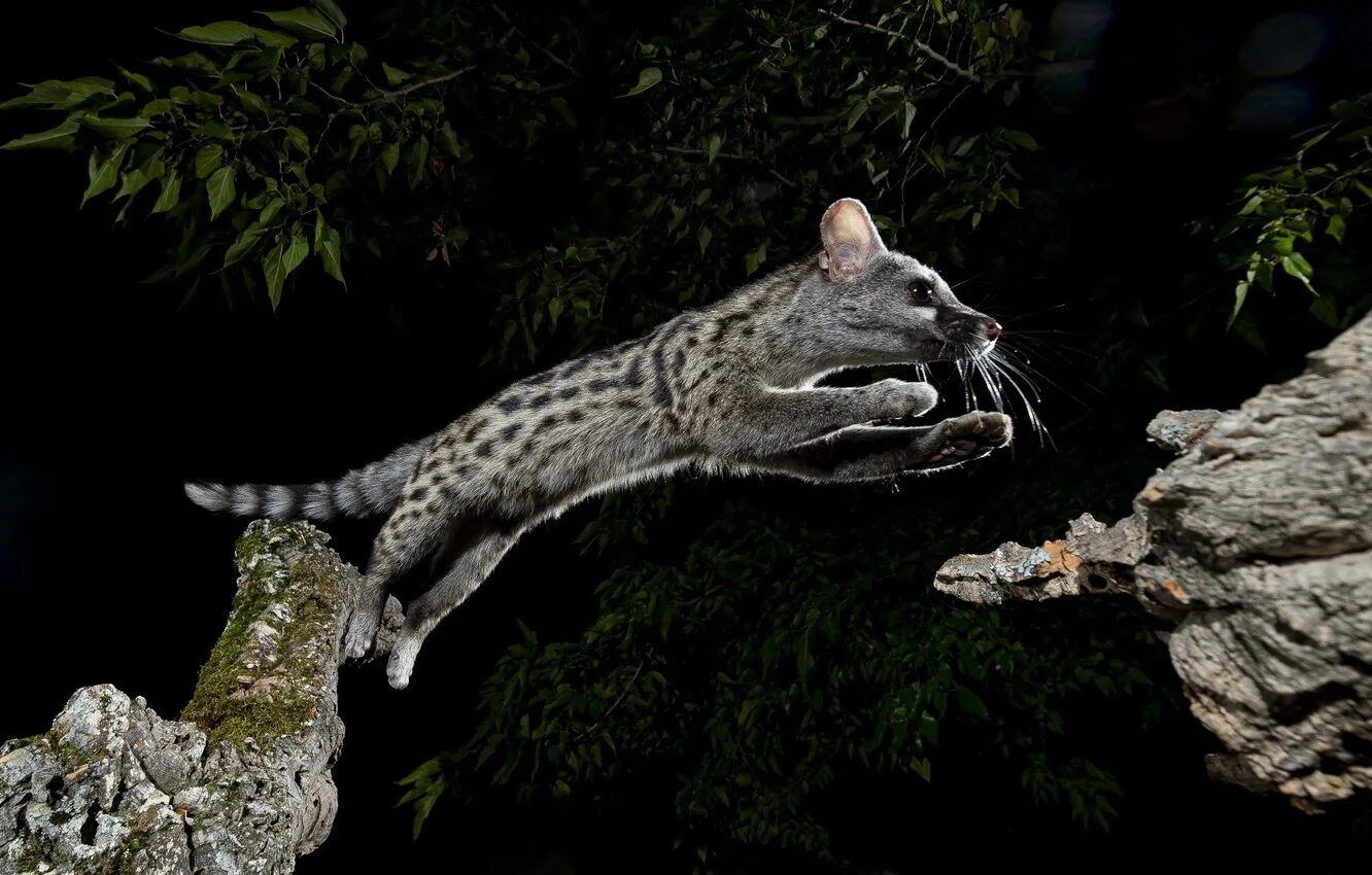 Tree jumping