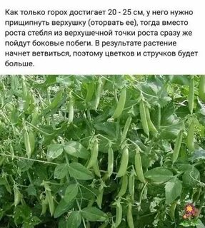 Горох в 2024