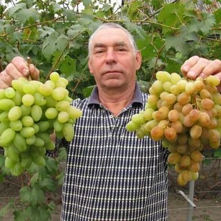 Садовод виноград