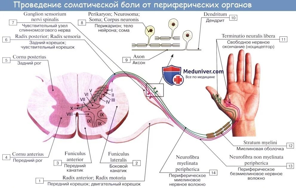 Путь ноцицептивной чувствительности. Формирование и пути проведения болевой чувствительности. Схема пути кожного анализатора. Болевой температурный путь. Tractus spinothalamicus схема.