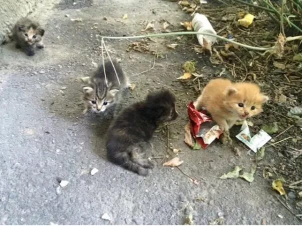 Выкинул кота с балкона. Котика выбросили. Котика выбросили. Выброшенные котята в коробке. Котенка выбросили на улицу маленького.