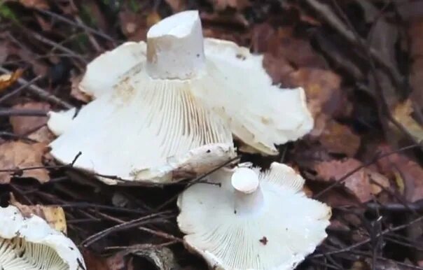 Russula delica (подгруздок белый). Сыроежка подгруздок белый. Фото белого груздя настоящего и ложного. Скрипица (груздь войлочный). Скрипуха гриб.