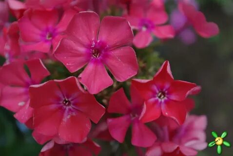 Флоксы кораллового цвета