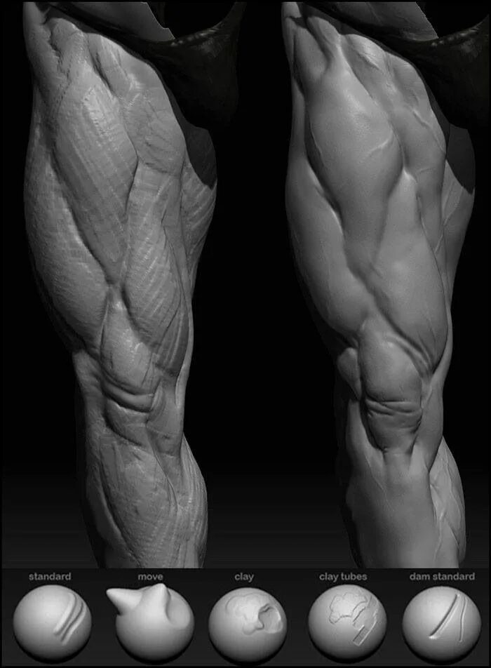 Detailed reference. Нога референс Zbrush. Кисти Zbrush мышцы. Мышцы предплечья референс. Референс ступни для 3d моделирования анатомия.