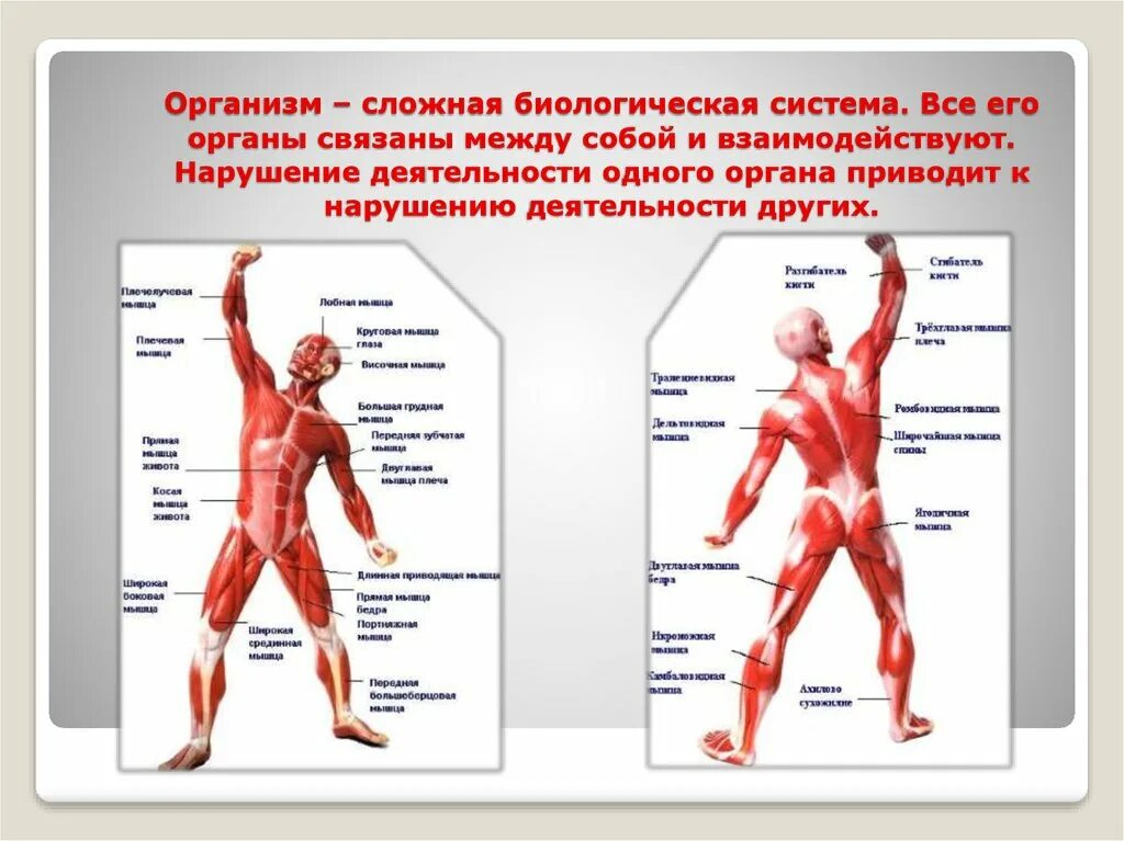 Биология человека подвергается предложение 1. Система органов тела человека. Особенности работы организма. Схемы всех систем организма. Взаимосвязь частей организма.