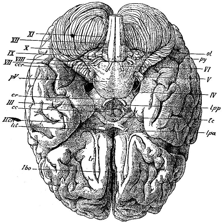 Складчатая поверхность головного мозга. Bulbus olfactorius. Перфората Антериор. Головной мозг. Основание головного мозга.